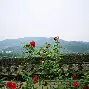 详细阅读:田渊栋(田渊栋花) 田渊栋(田渊栋花)